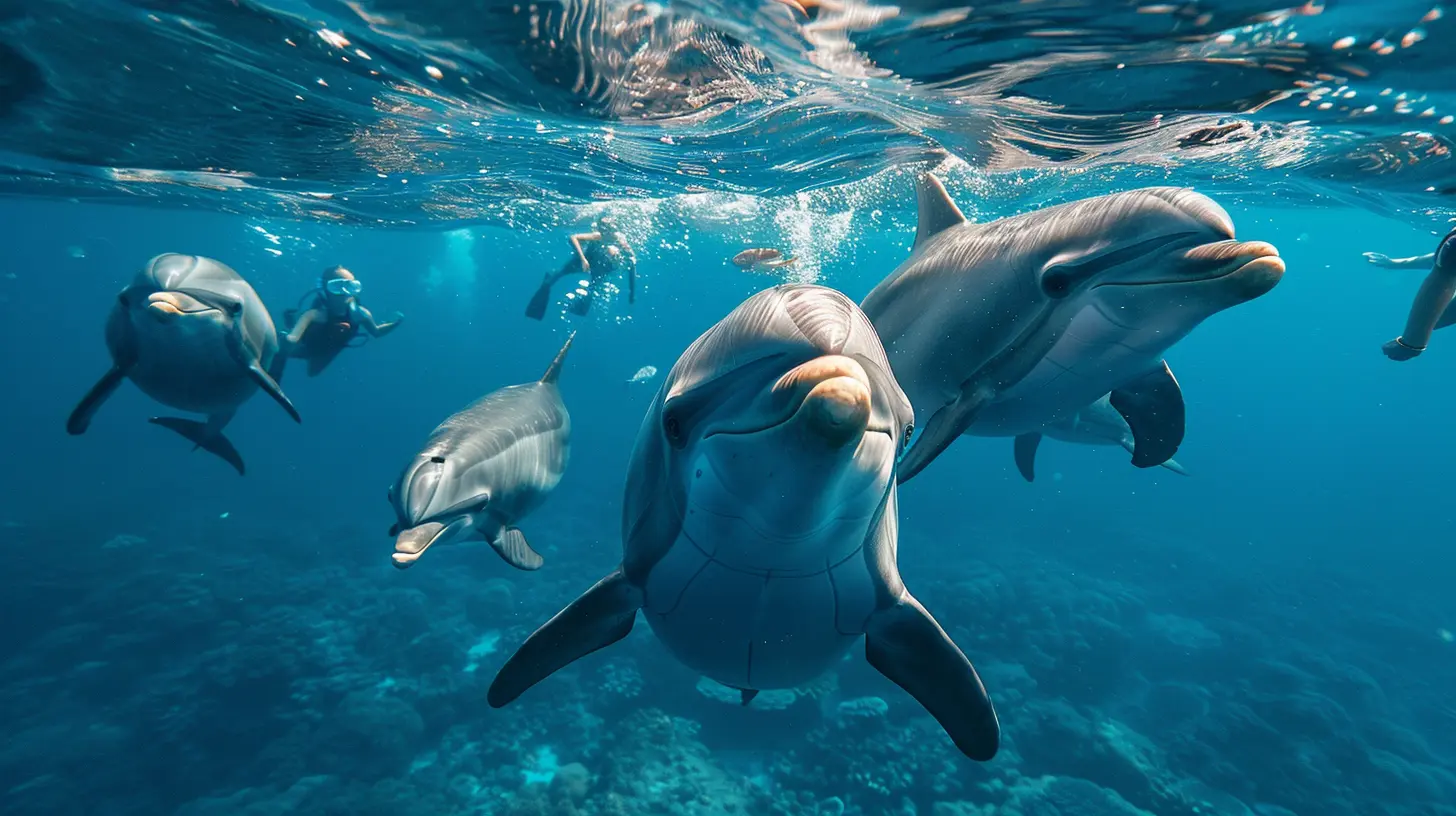 Marine Marvels: Swimming with Dolphins and Seals
