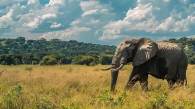 Elephant Encounters: The Best Places to See Gentle Giants