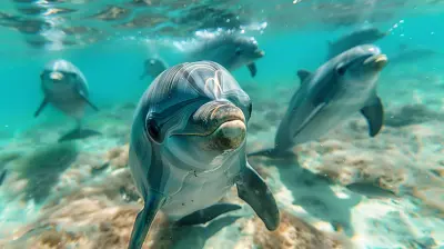 Marine Marvels: Swimming with Dolphins and Seals