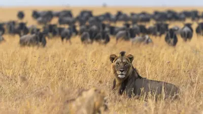 The Serengeti Show: Nature’s Greatest Spectacle on Earth