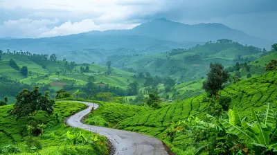 Why Uganda is a Paradise for Gorilla Trekking Enthusiasts