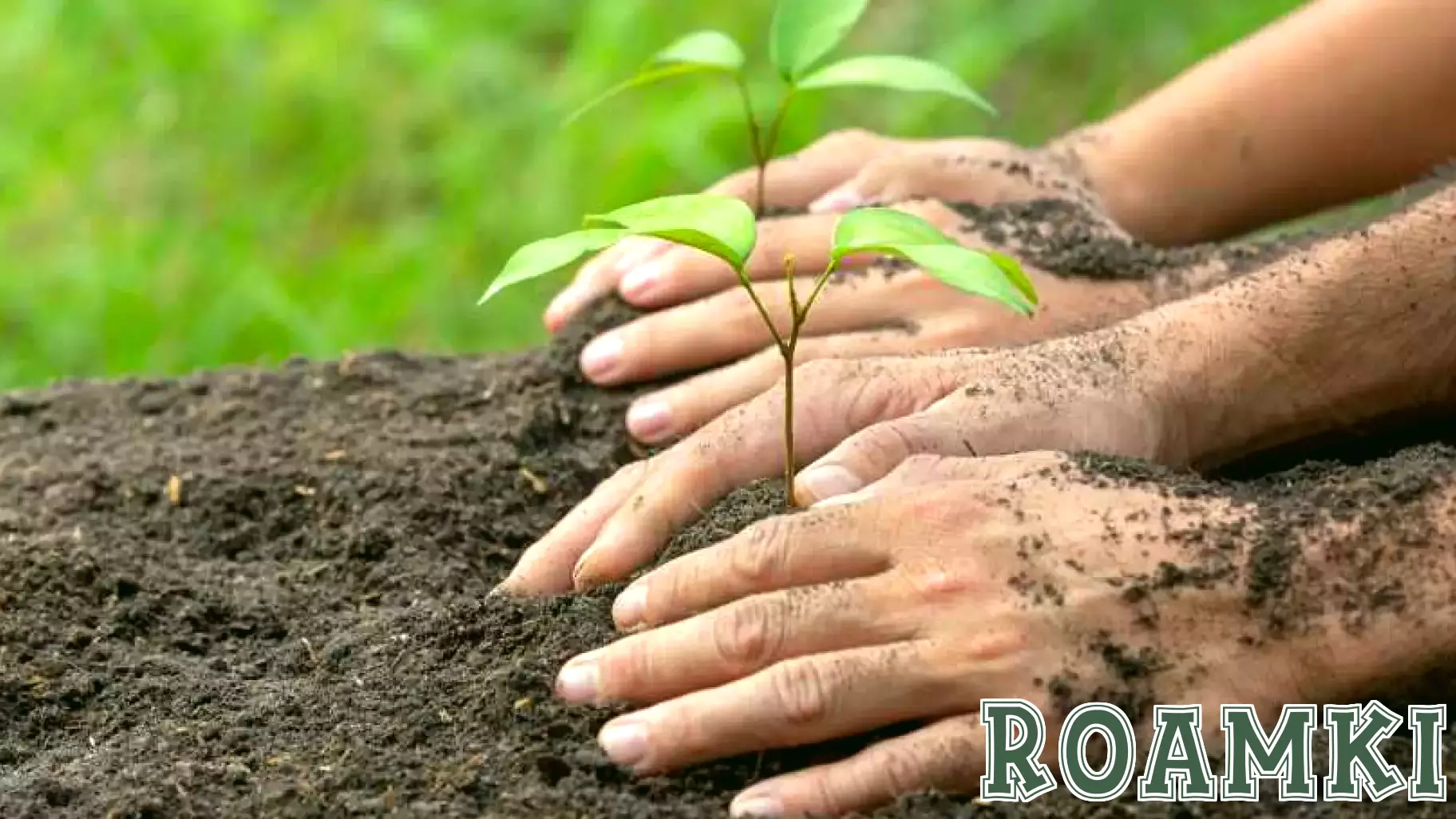 Zulal Wellness Resort Marks World Mangrove Day with 200 Seedlings, Emphasizing Eco-Conscious Tourism