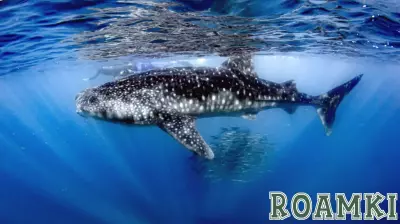 Impact of Cruise Ships on Whale Shark Habitats in Mexico