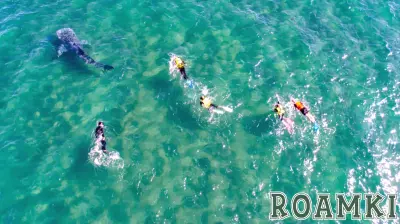 Marine Tourism in Mexico Continues to Harm Wildlife Despite Regulations