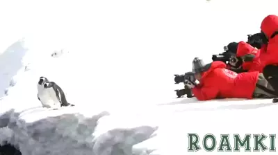 The Rising Threat of Unregulated Tourism in Antarctica